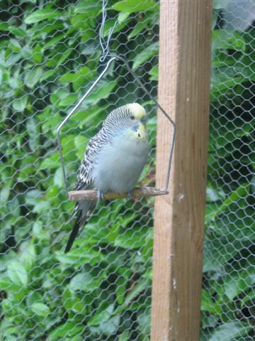 Myrddin (4) (Small).JPG