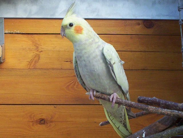 Callops femelle .jpg