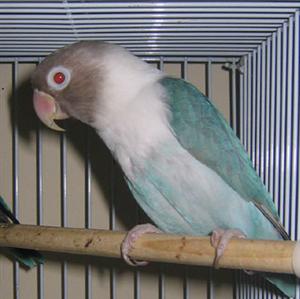 bleufallow (Custom) (3).jpeg