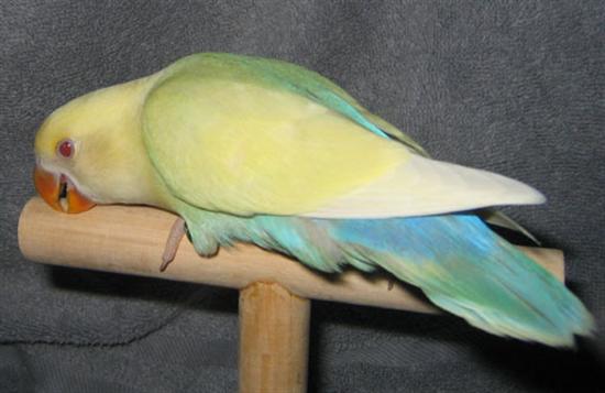 1ffaquaturquoisepalefallow (Custom).jpeg