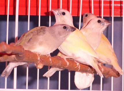 20 juin 2007 - 25Ã¨ jour.jpg