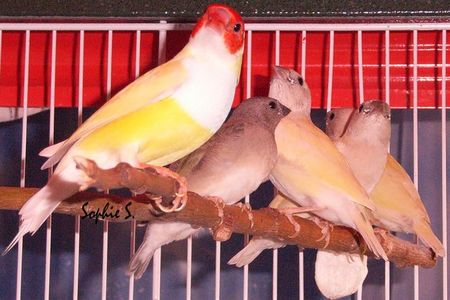 oisillons - 25Ã¨ jour.jpg