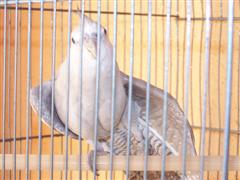 calopsittesEAM2007029 (WinCE).jpg