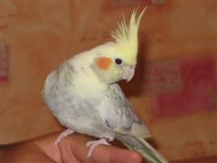 foto diverse 105 (WinCE).jpg