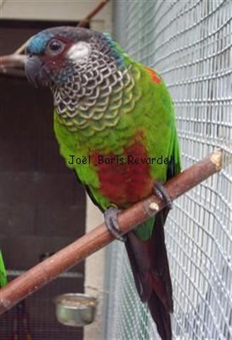 Copie (2) de IMGP2792 (Custom) (Small).JPG