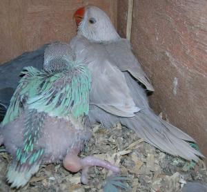 colliers + pallid bleue.jpg