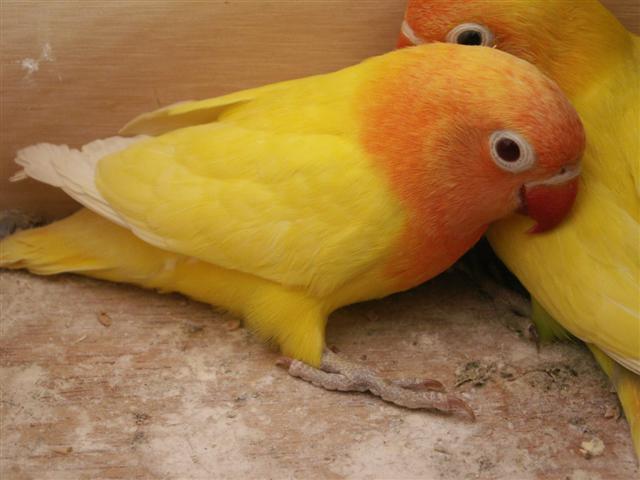 fischer lutino et pastel (Small).JPG