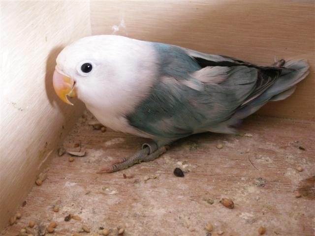 fischer panachÃ© bleu (3) (Small).JPG