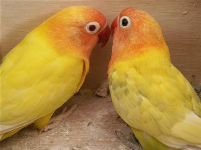 fischer lutino et pastel (6) (Small).JPG