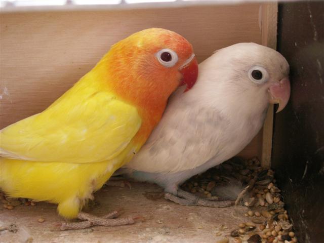 fischer ino x pastel (12) (Small).JPG