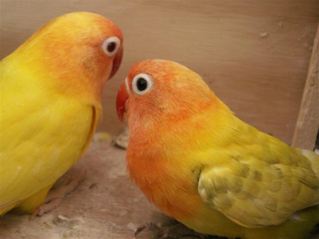 fischer lutino et pastel (5) (Small).JPG