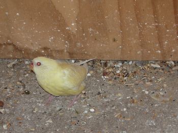 femelle croupion.jpg