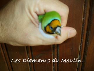 femelle gould prÃ©coce.jpg