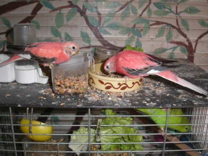 pinky et rÃ©va0507.JPG