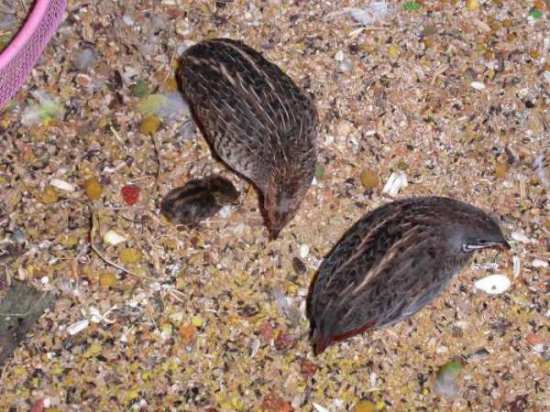 minipouce et ses parents 270607 net.jpg