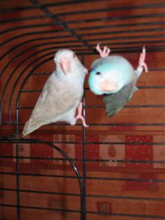 foto diverse 057 (WinCE).jpg