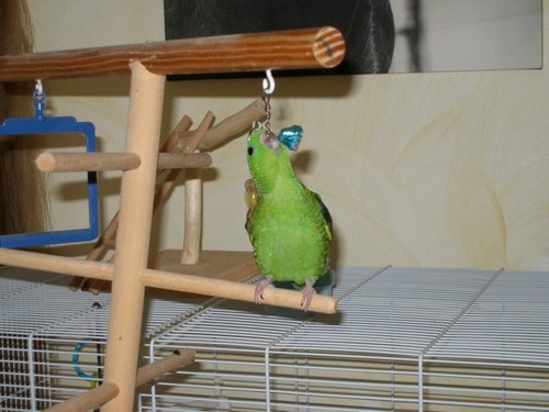 Copie de Kiwi joue clochette 3-07-07.JPG