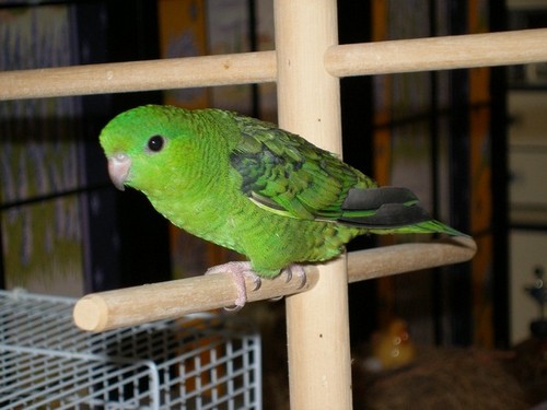 Copie de Kiwi sur le perchoir.JPG