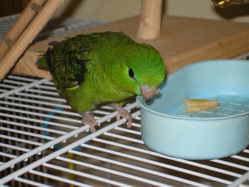 Copie de Kiwi mange pomme 3-07-07.JPG