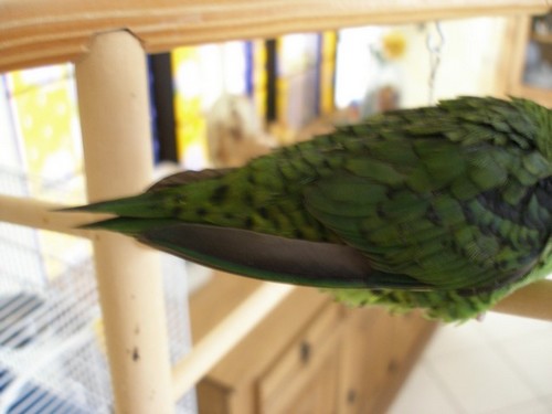 Copie de queue de Kiwi.JPG