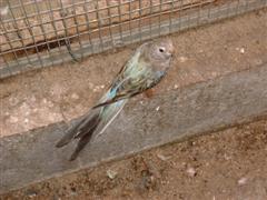 bourke (1) (WinCE).JPG