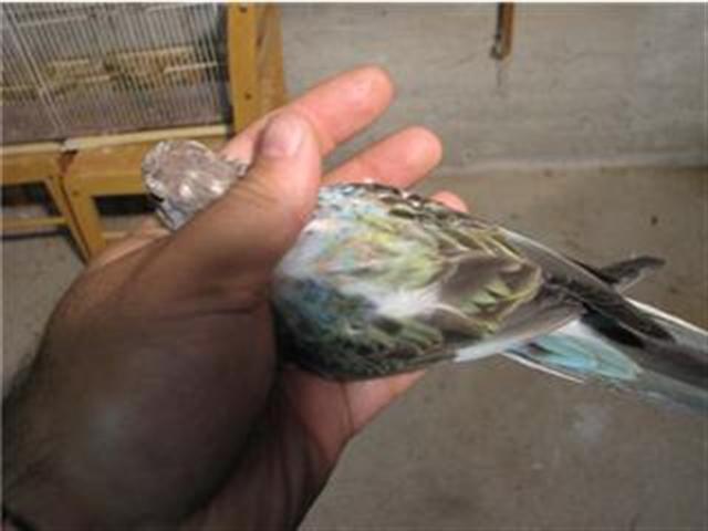 bourke bleue (2) (Small).jpg