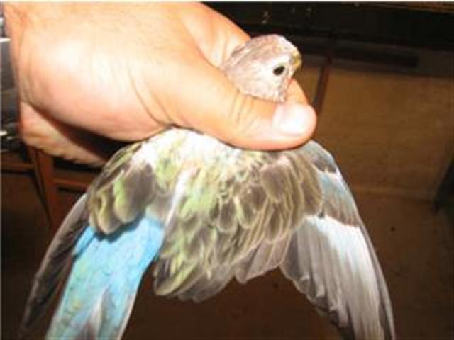 bourke bleue (Small).jpg