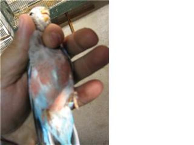 bourke bleue (1) (Small).jpg