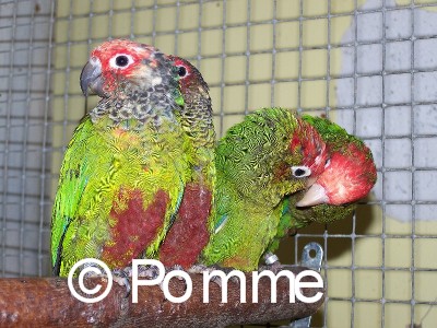 Copie de 101_0319.JPG