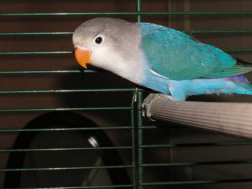 Redimensionnement de 001.JPG