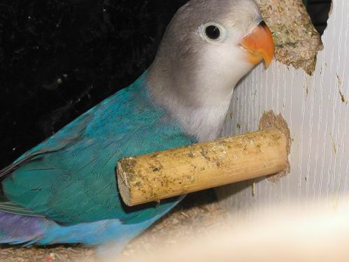 Redimensionnement de 007.JPG