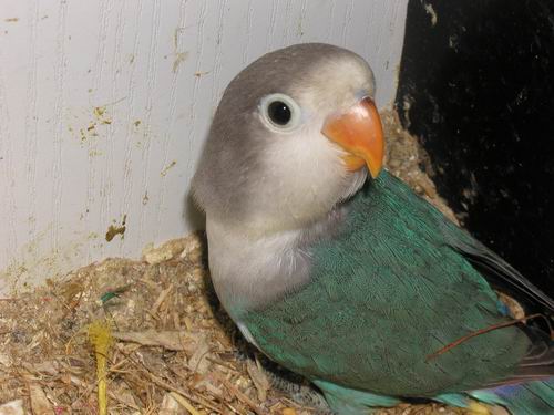 Redimensionnement de 010.JPG