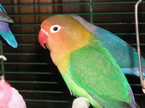 Redimensionnement de 032.JPG