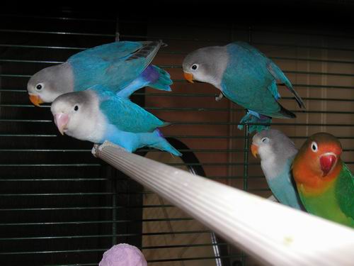 Redimensionnement de 025.JPG