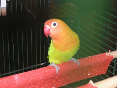 Redimensionnement de 026.JPG