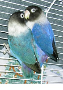 PHOTO de sylval17 extrÃ© du net.jpg