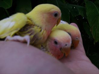 bÃ©bÃ© insÃ©.JPG