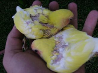 bÃ©bÃ© insÃ© 3.JPG