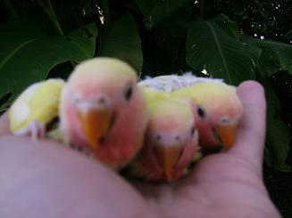 bÃ©bÃ© insÃ© 2.JPG