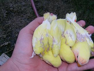 bÃ©bÃ© insÃ© 4.JPG