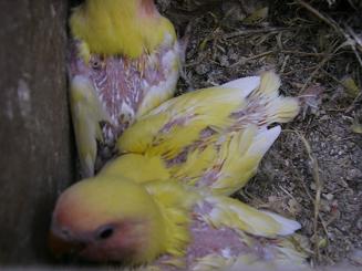 bÃ©bÃ© insÃ© 5.JPG