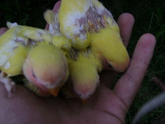 bÃ©bÃ© insÃ© 6.JPG