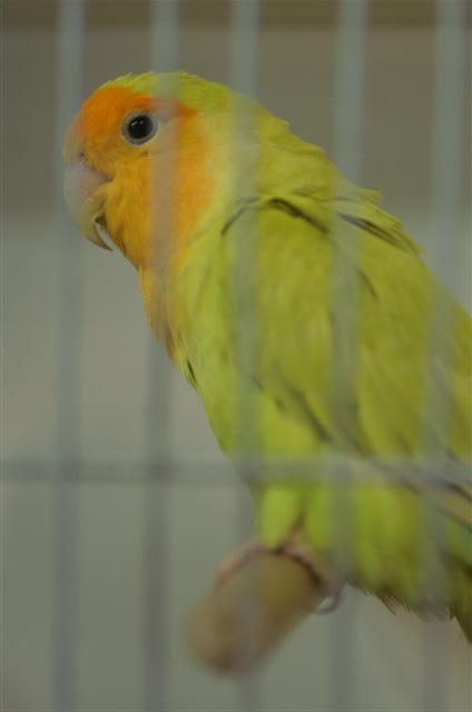 pallid masque orange (Small).JPG