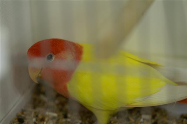 lutino opaline (Small).JPG