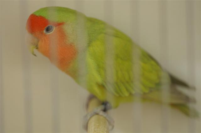 edged diluted (Small).JPG