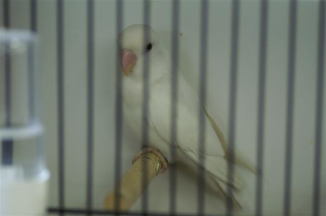 turquoise ino_2 (Small).JPG