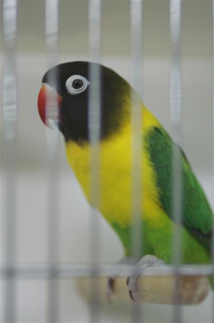 personatus (Small).JPG