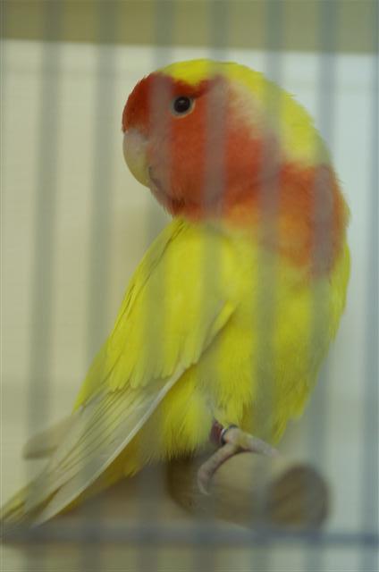 lutino_2 (Small).JPG