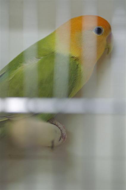 vert cinnamon masque orange opaline (Small).JPG