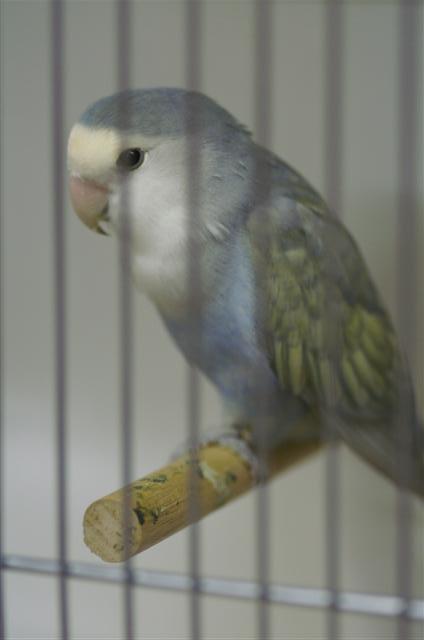 turquoise violet edged diluted (Small).JPG